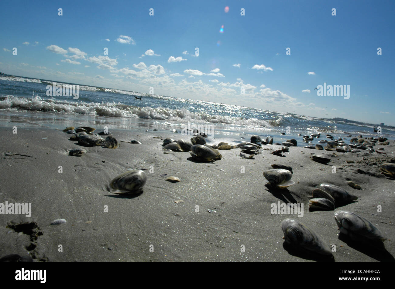 mussels at the beach, surf Stock Photo Alamy