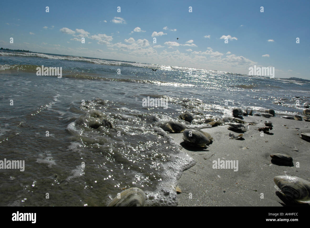 mussels at the beach, surf Stock Photo Alamy