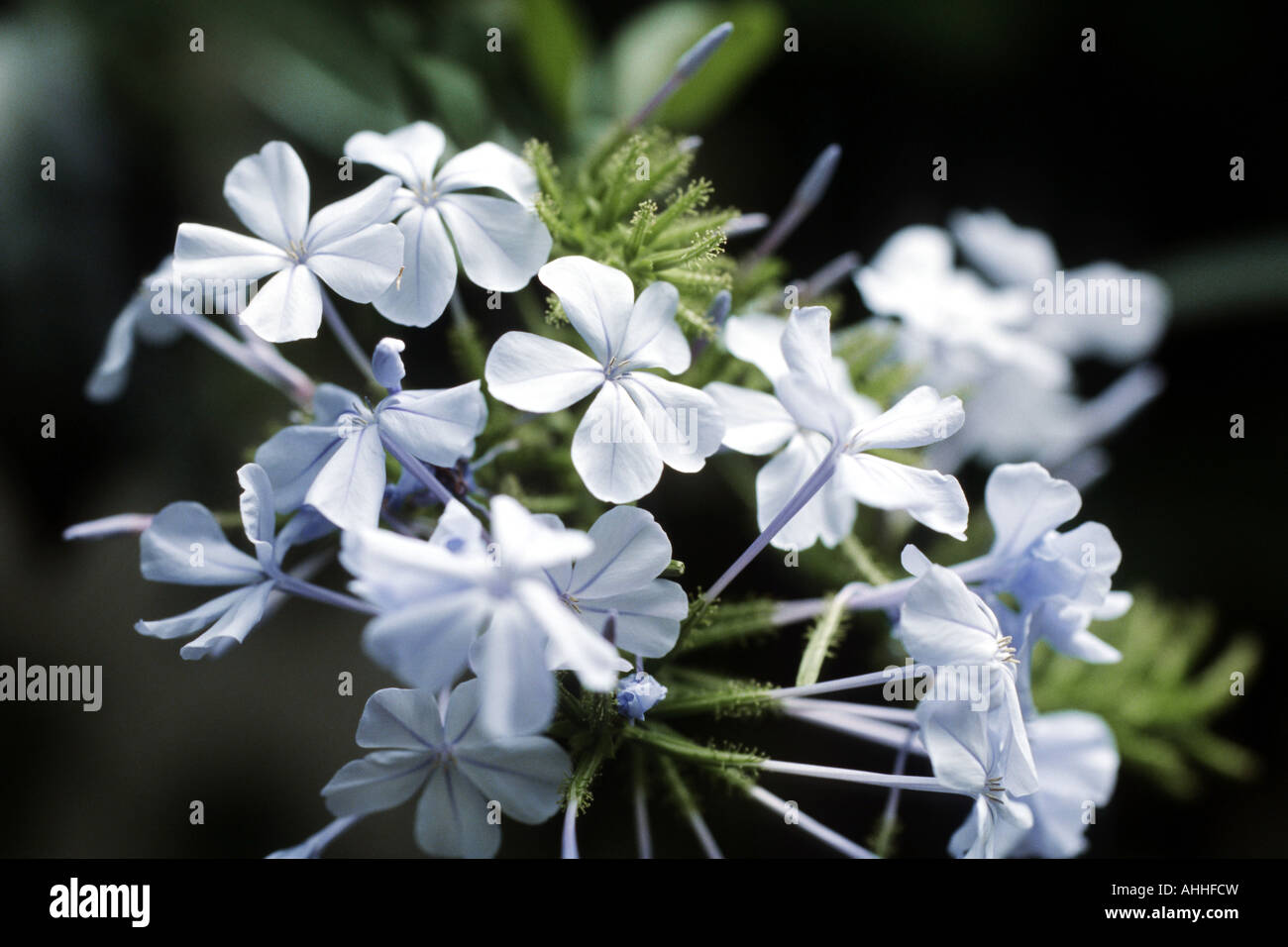 Cape Leadwort, Skyflower, Cape Plumbago (Plumbago auriculata, Plumbago capensis), flowers Stock Photo