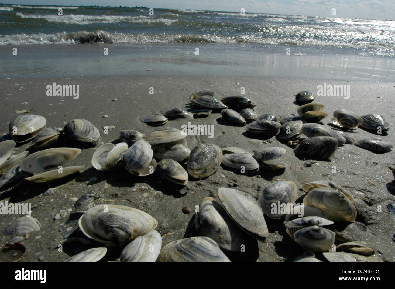 mussels at the beach, surf Stock Photo Alamy