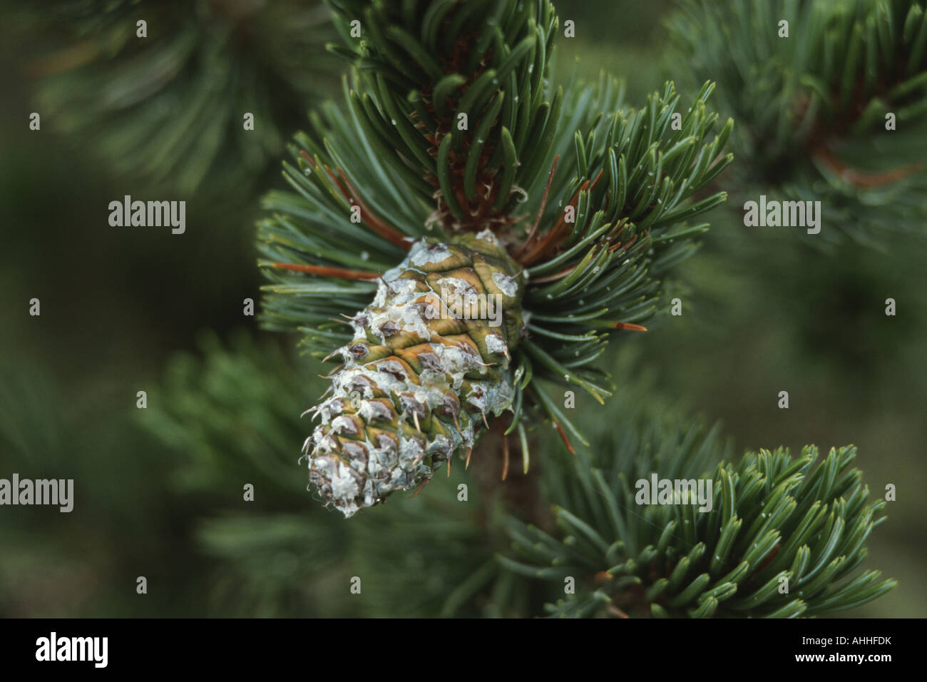 bristlecone pine (Pinus aristata), young cone Stock Photo
