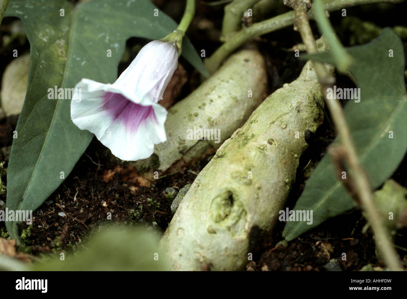 sweet potato (Ipomoea batatas), flower an root Stock Photo