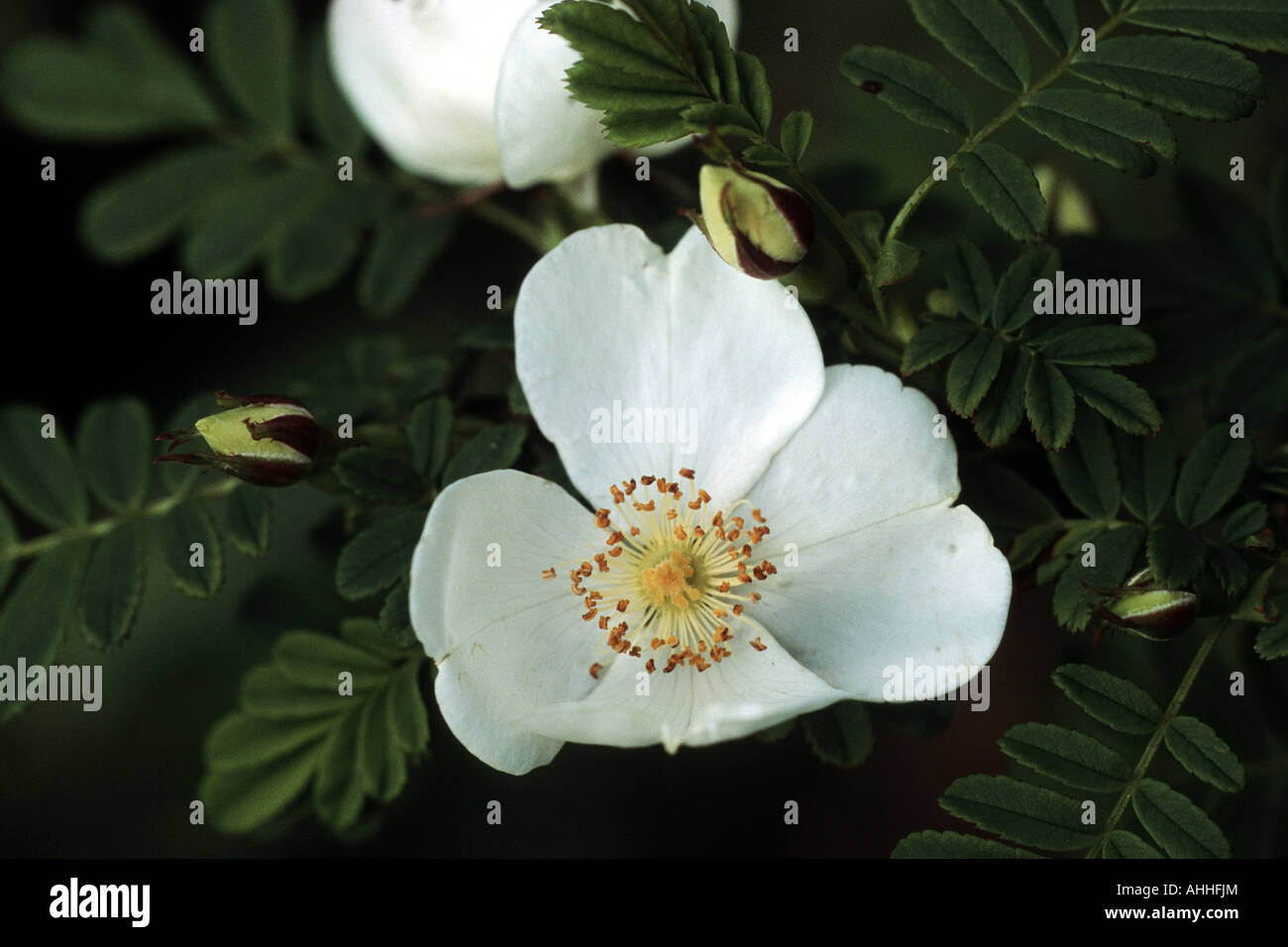 large thorned rose (Rosa omeiensis f. pteracantha), flower Stock Photo