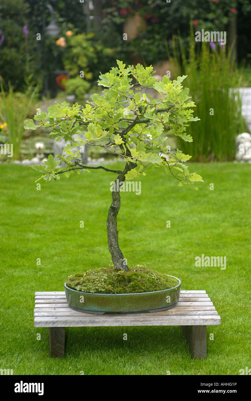 common oak, pedunculate oak, English oak (Quercus robur), bonsai-oak Stock  Photo - Alamy