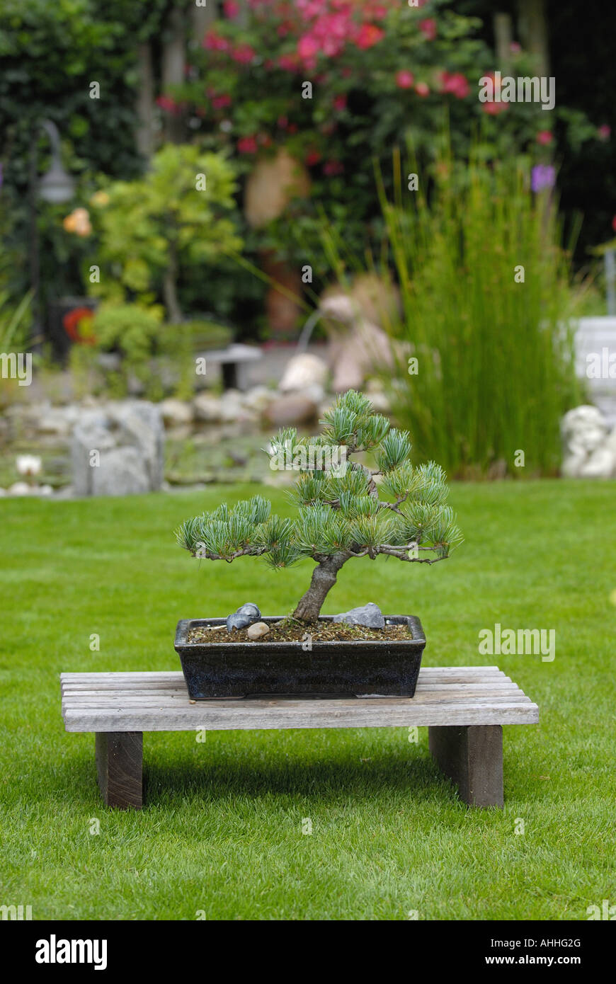 mountain pine, mugo pine (Pinus mugo), bonsai-pine Stock Photo