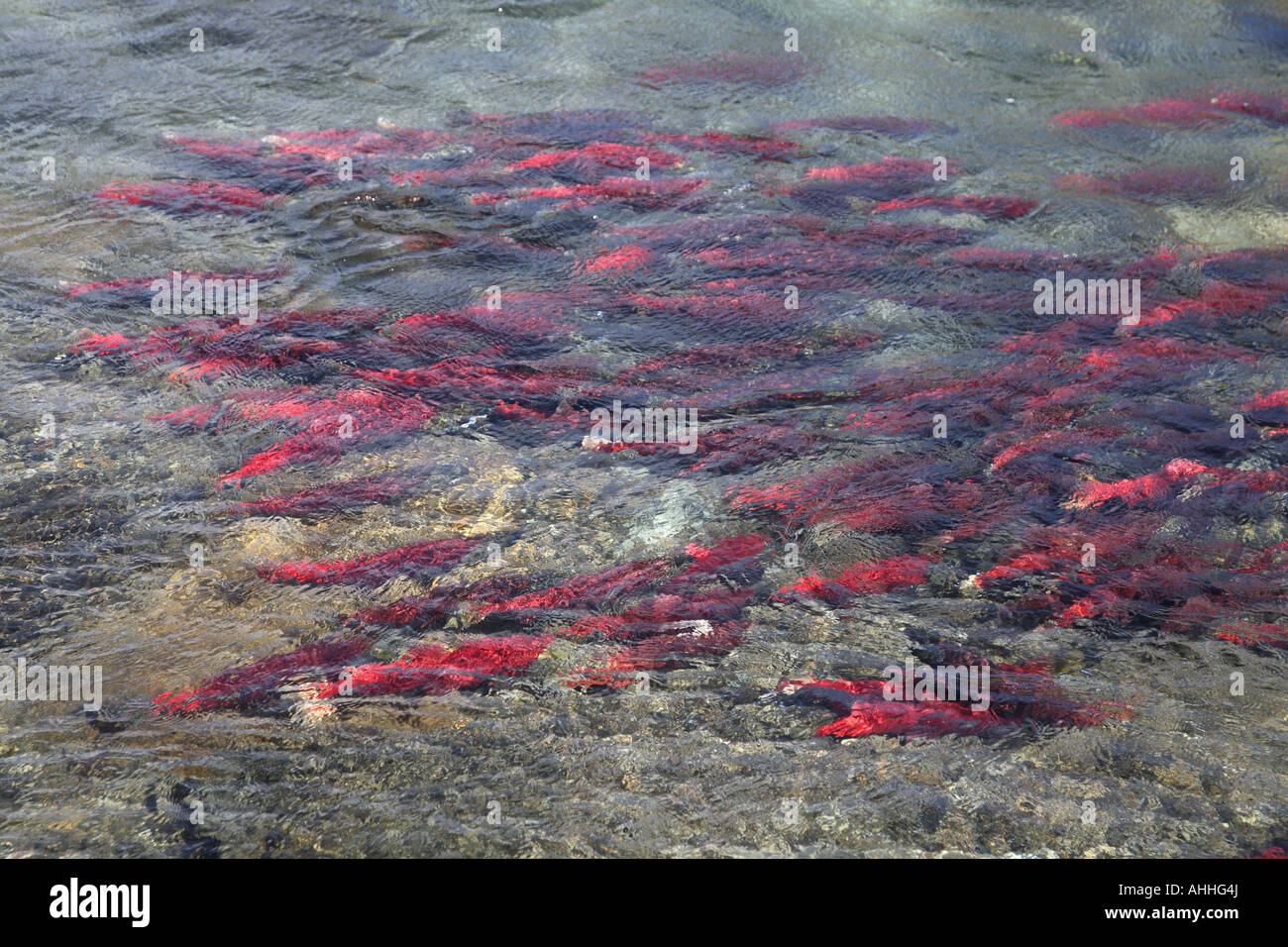 sockeye salmon, sockeye, kokanee, blue back (Oncorhynchus nerka