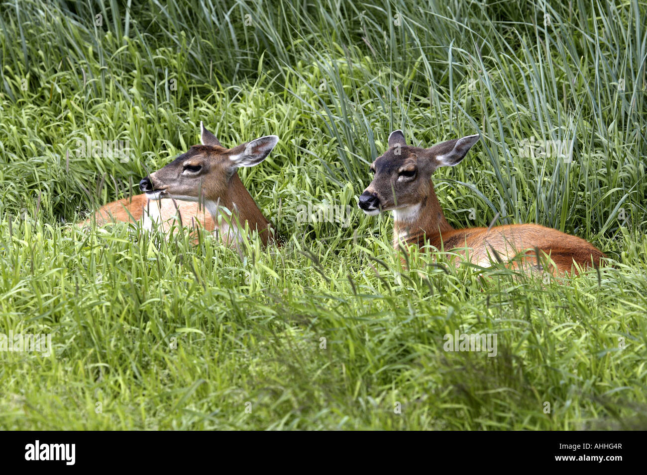 sika deer (Cervus nippon), young Sikas lying in the meadow, USA, Alaska Stock Photo