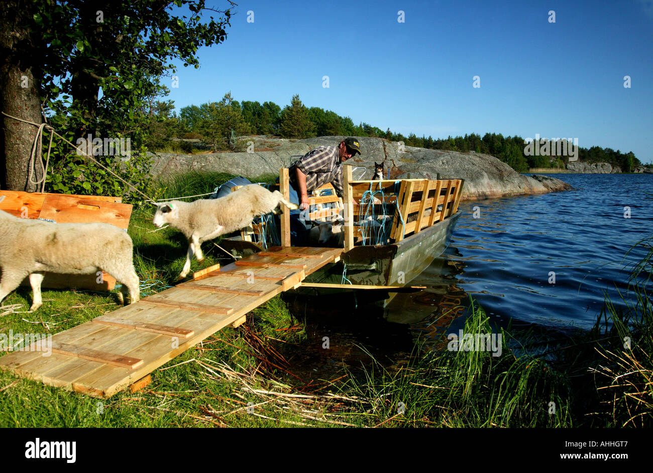 Sheep jumping off a boat at the island Østenrødøya in the lake Vansjø in Østfold, Norway. Vansjø is a part of the water system called Morsavassdraget. Stock Photo
