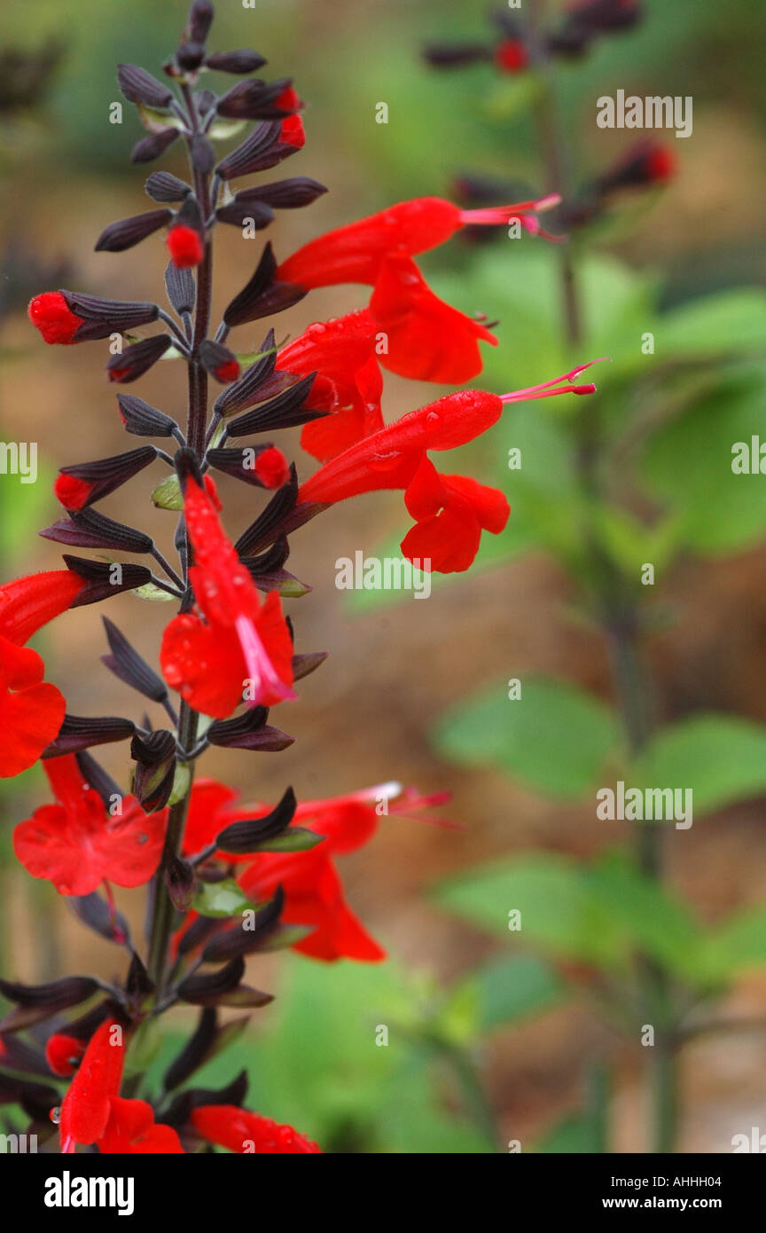 Salvia Forest Fire Stock Photo
