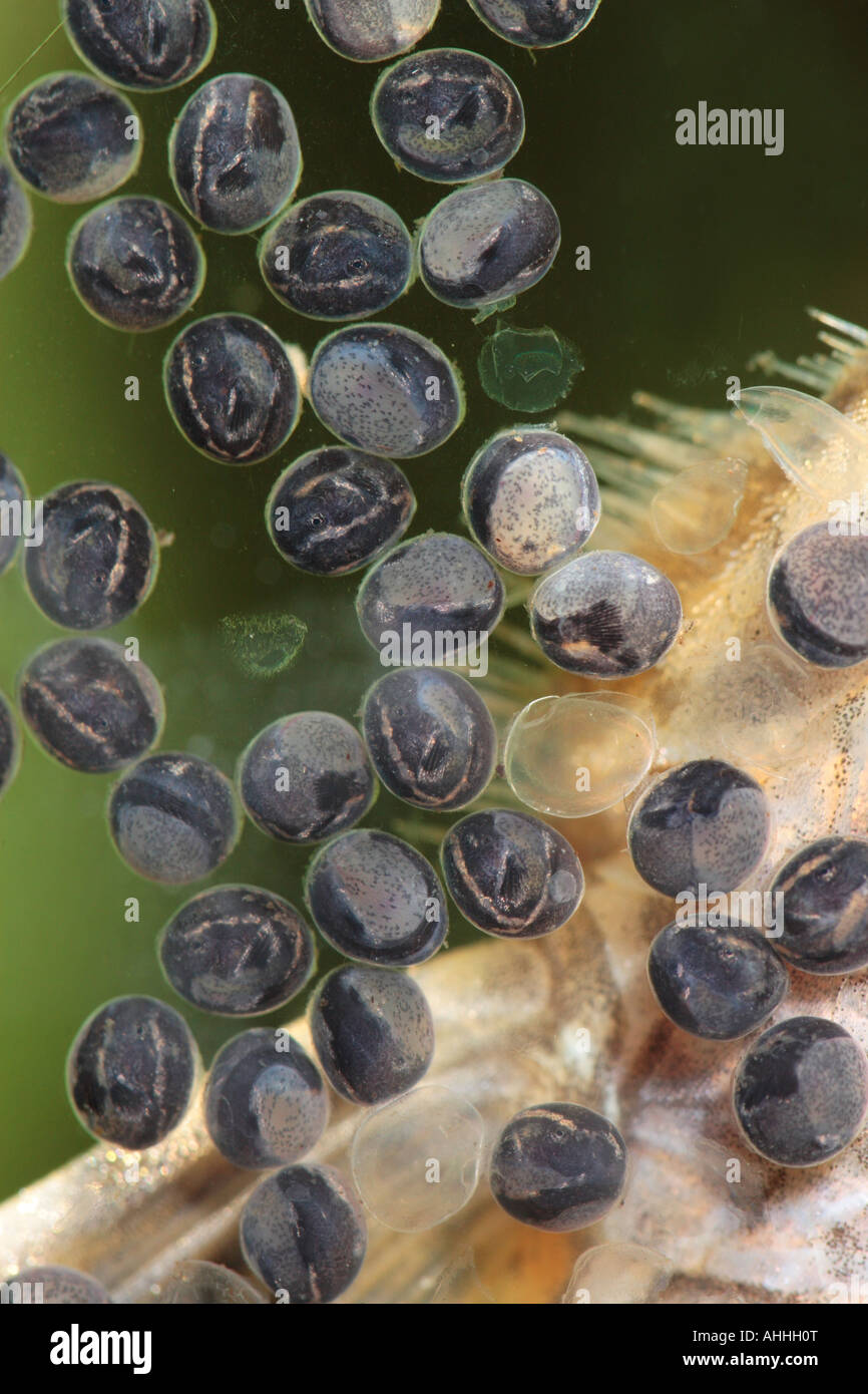 Sturisoma festivum (Sturisoma festivum), translucent eggs with larvae in it; five days after egg deposition Stock Photo