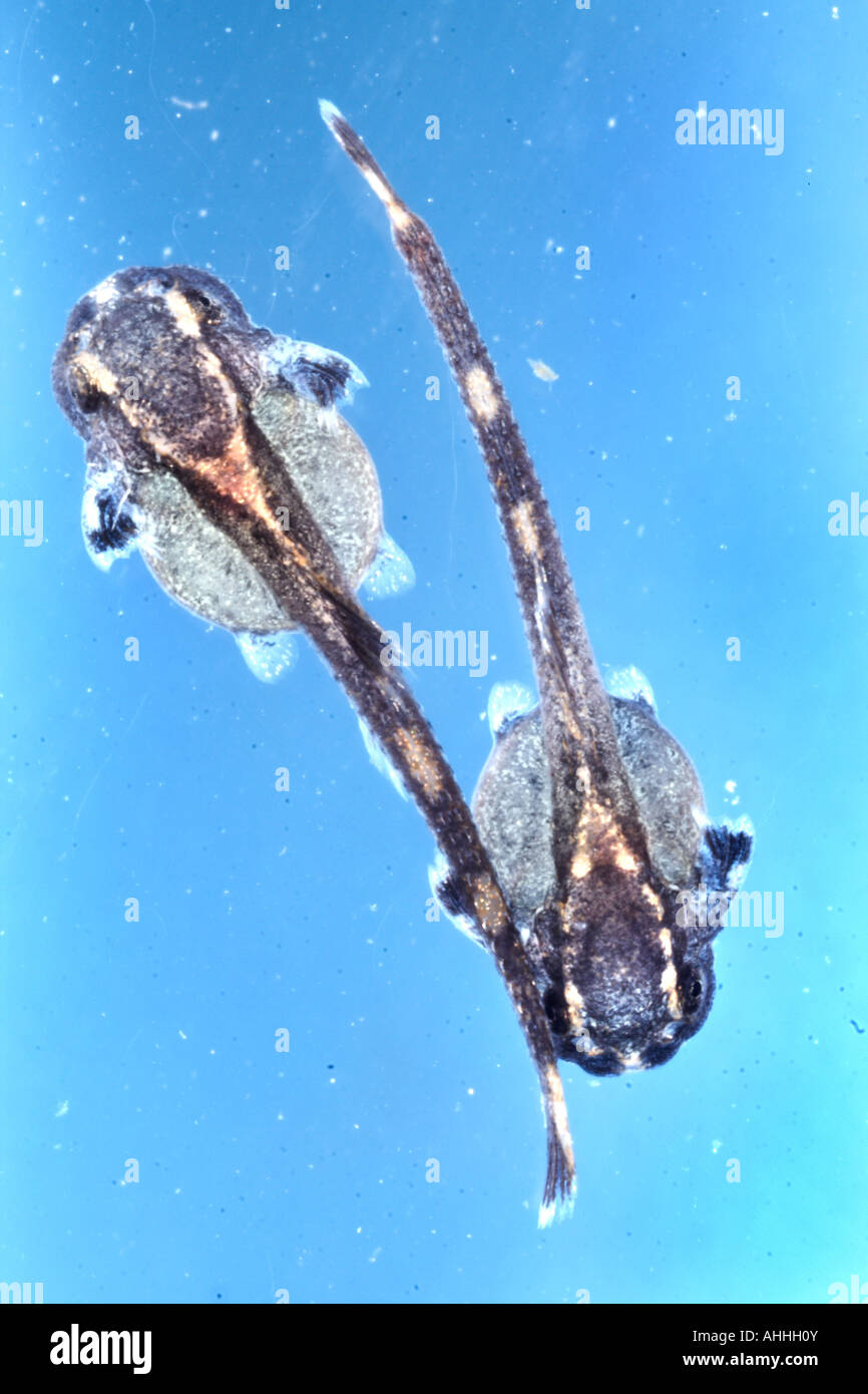 Sturisoma festivum (Sturisoma festivum), larvae immediatelly after hatching Stock Photo