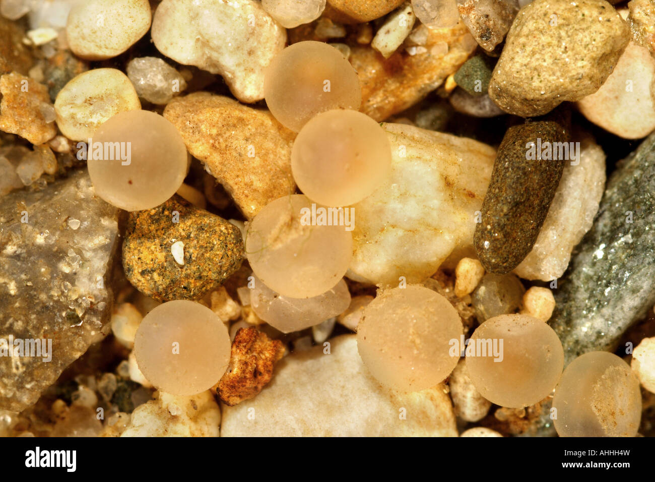 brook trout, brook char, brook charr (Salvelinus fontinalis), eggs on