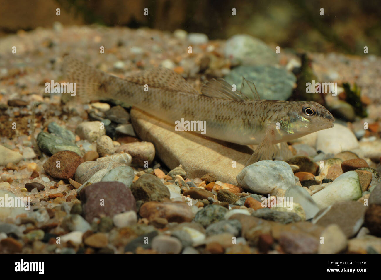 Johnny darter (Etheostoma nigrum), 65 mm on single, Canada Stock Photo