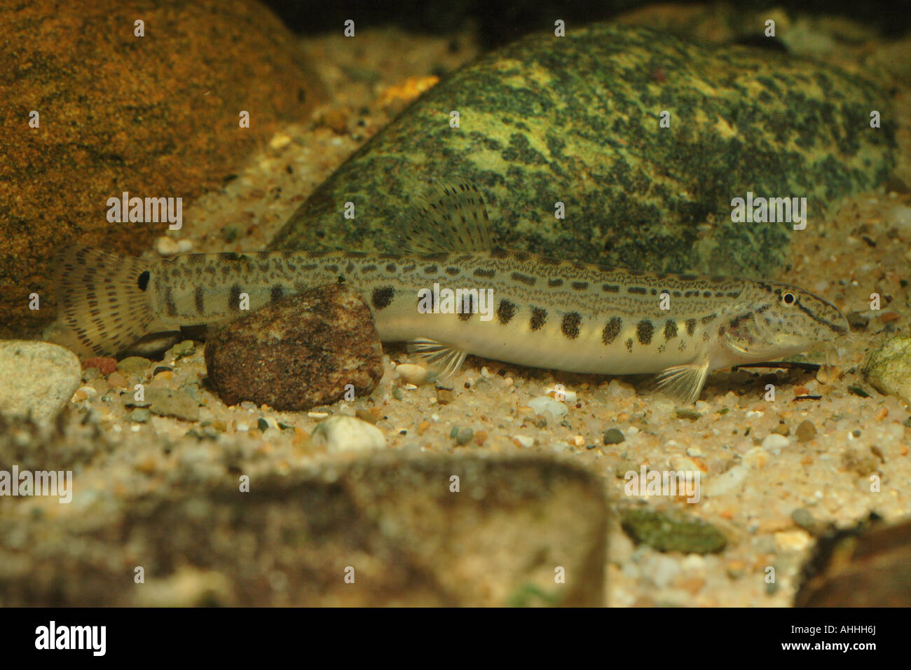 spined loach, spotted weatherfish (Cobitis taenia), female, 120 mm, Croatia, Krka Stock Photo