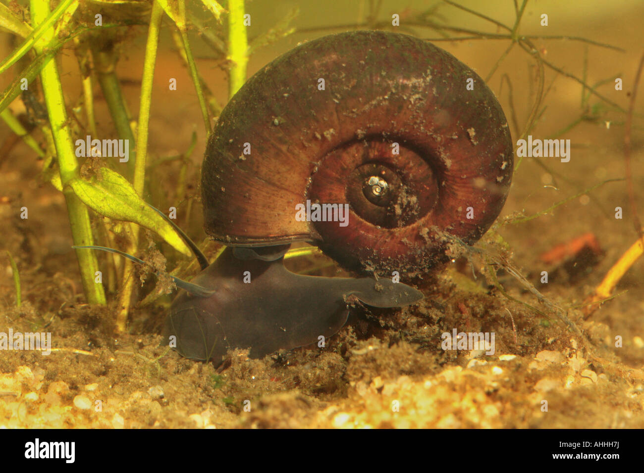 horn-colored ram's horn, great ramshorn (trumpet shell) (Planorbarius corneus), eating algae on water ground, Germany, Bavaria, Stock Photo