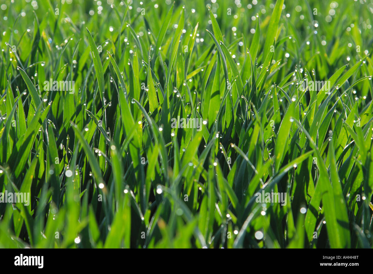 dew on grain, Germany, Bavaria Stock Photo