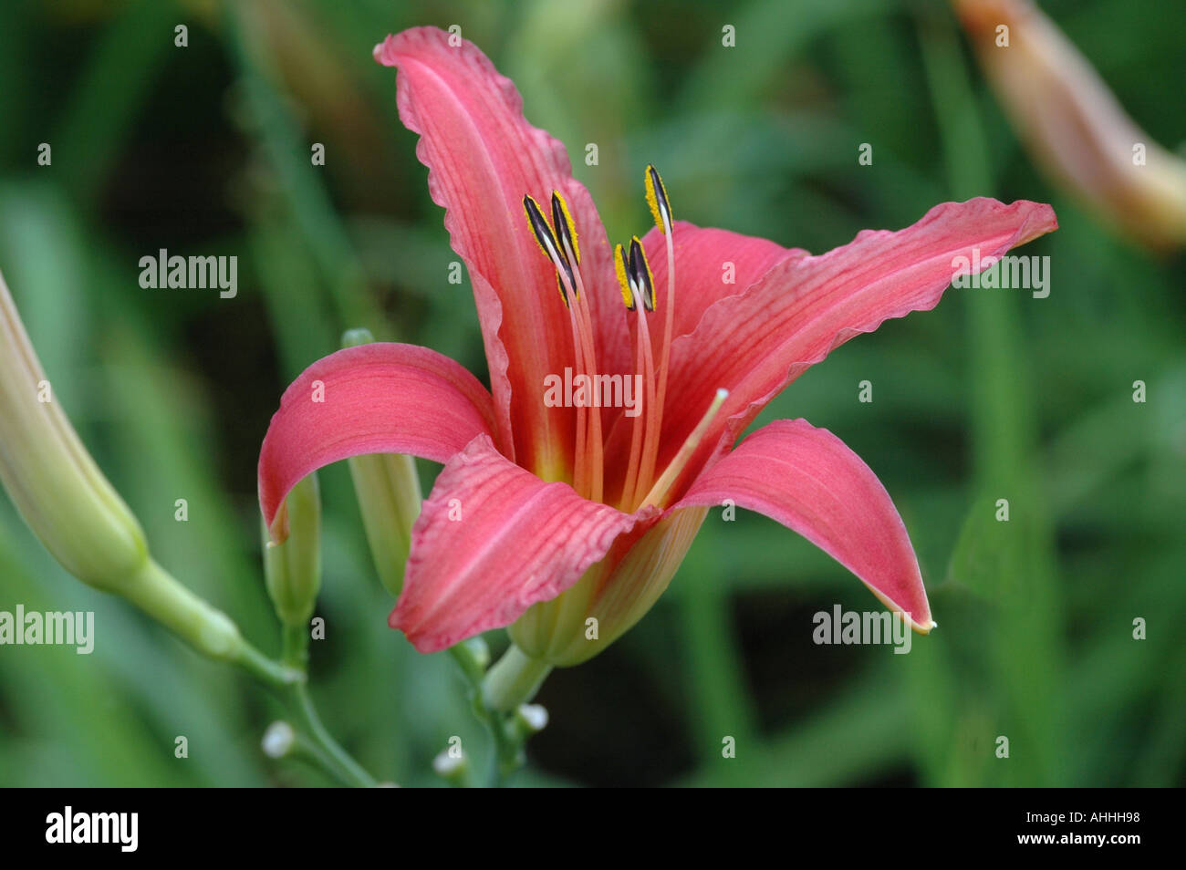Hemerocallis fulva Rosea Day lily Stock Photo