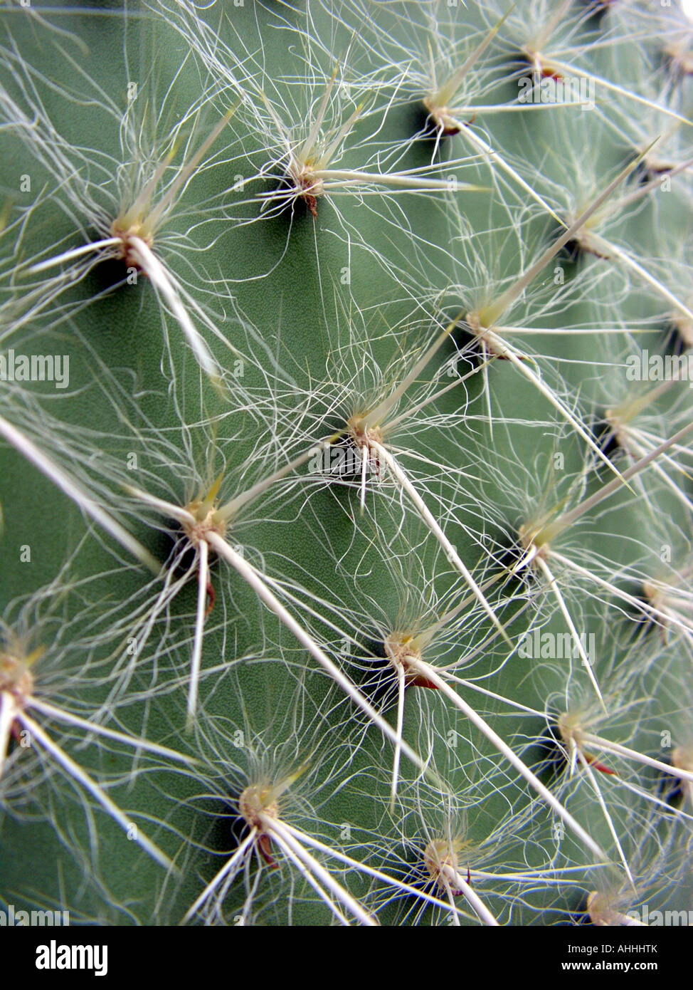 Opuntia (Opuntia pilifera), detail with hairy areoles Stock Photo