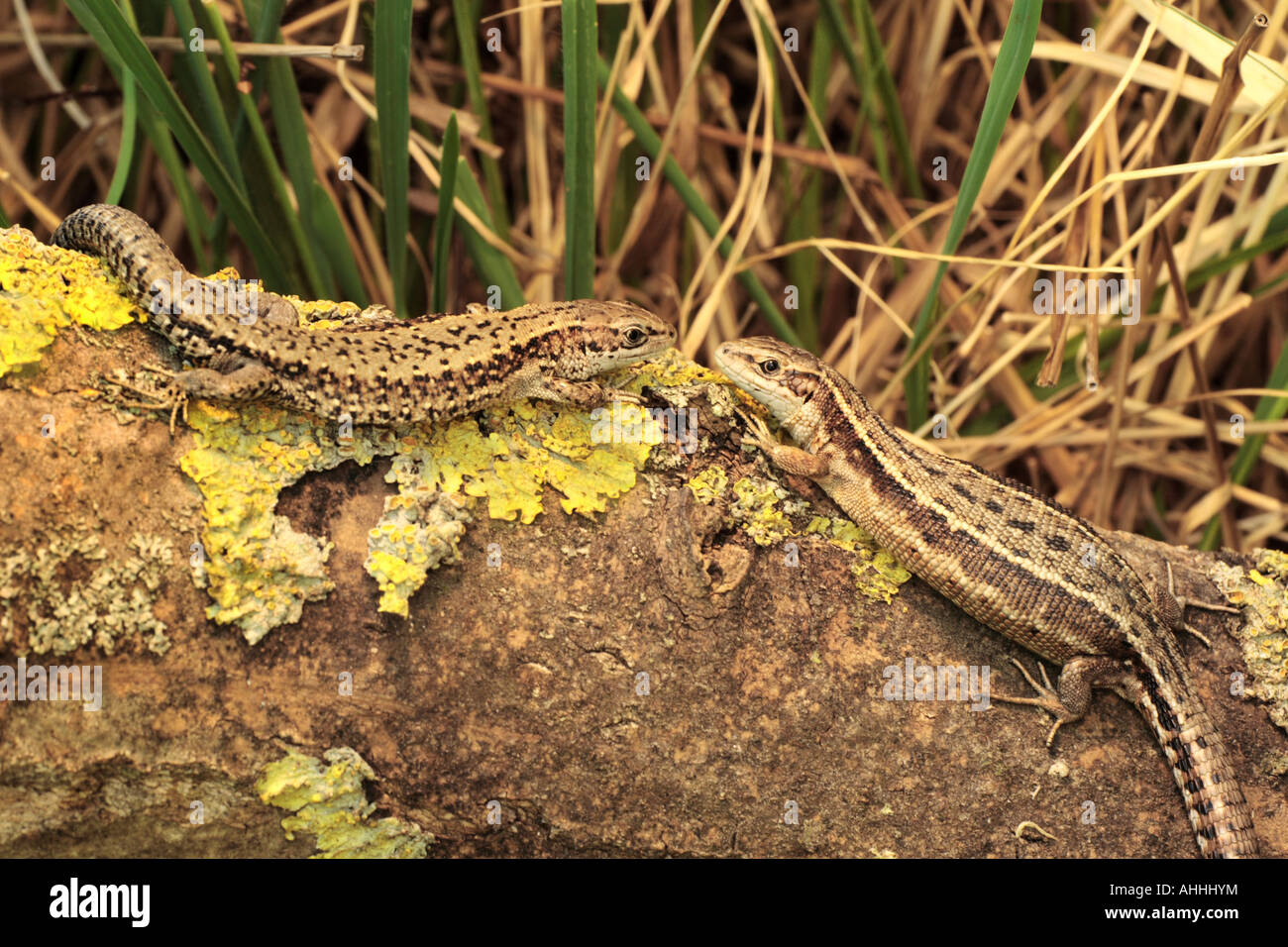 viviparous lizard, European common lizard (Lacerta vivipara, Zootoca vivipara), male and pregnant female on branch covered with Stock Photo