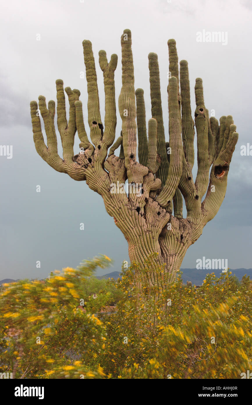 Uncommon Habit Examples saguaro cactus (Carnegiea gigantea, Cereus giganteus), uncommon habit ...