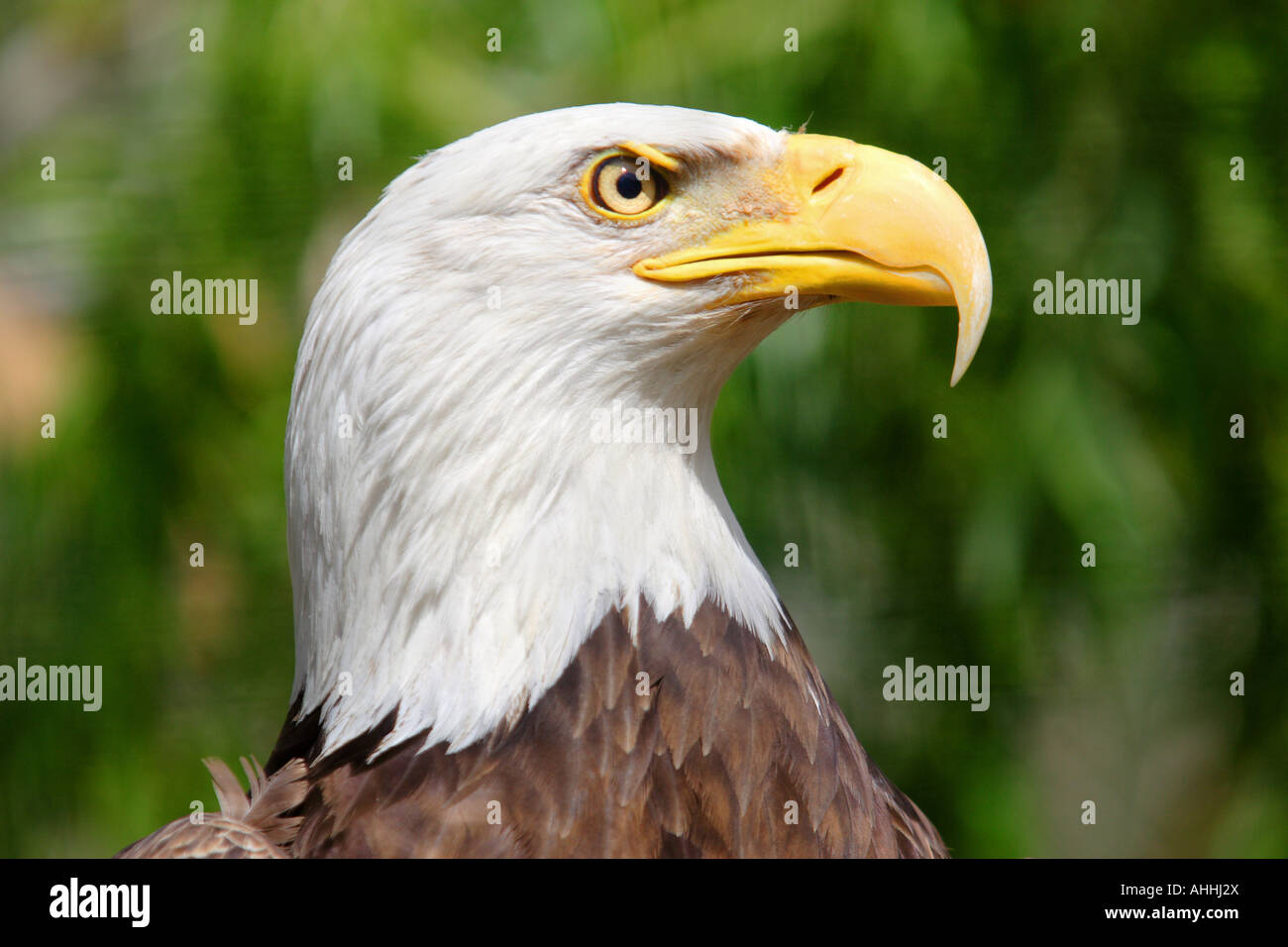 American bald eagle (Haliaeetus leucocephalus), portrait Stock Photo