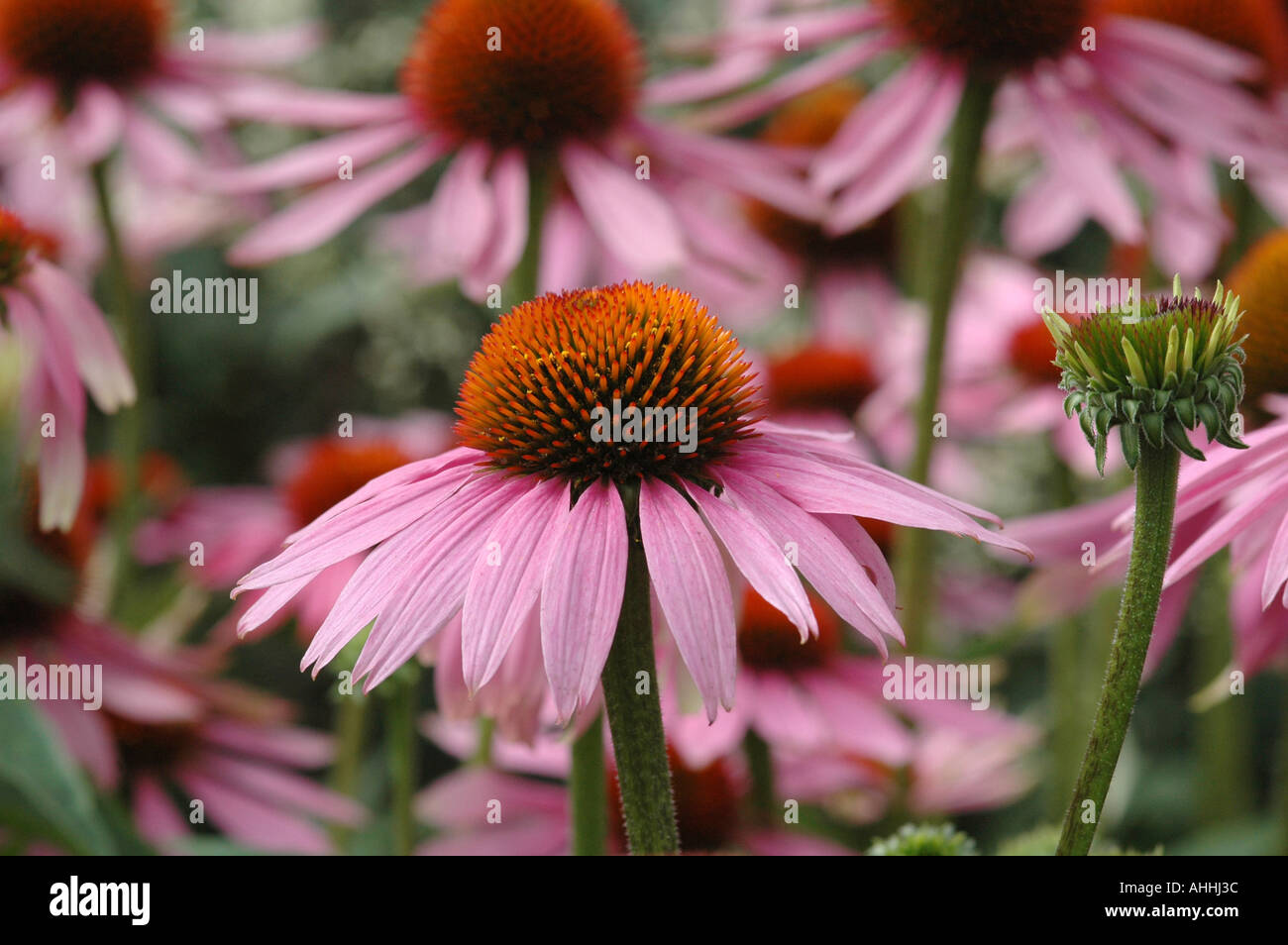 Echinacea purpurea Magnus syn Rudbeckia Stock Photo - Alamy