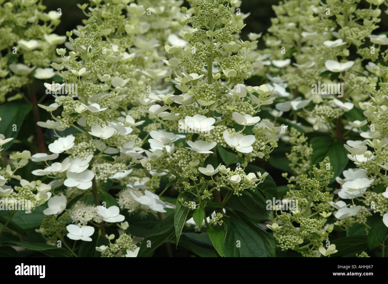 Hydrangea paniculata Floribunda Stock Photo - Alamy