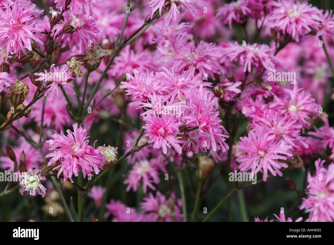 Lychnis Jenny Stock Photo
