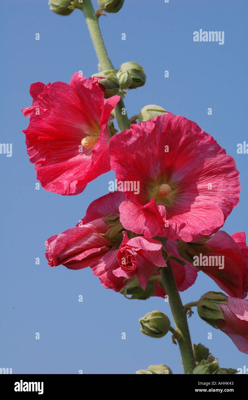 Alcea Althea rosea Pink Against blue sky Stock Photo