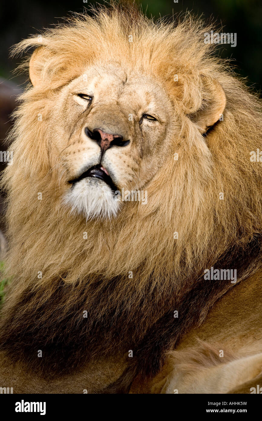 Lion expression hires stock photography and images Alamy