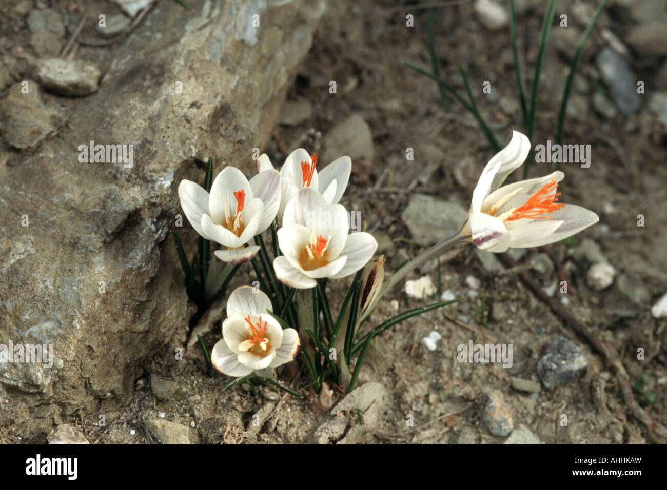 fair crocus (Crocus laevigatus), blooming plants, Greece, Creta Stock Photo