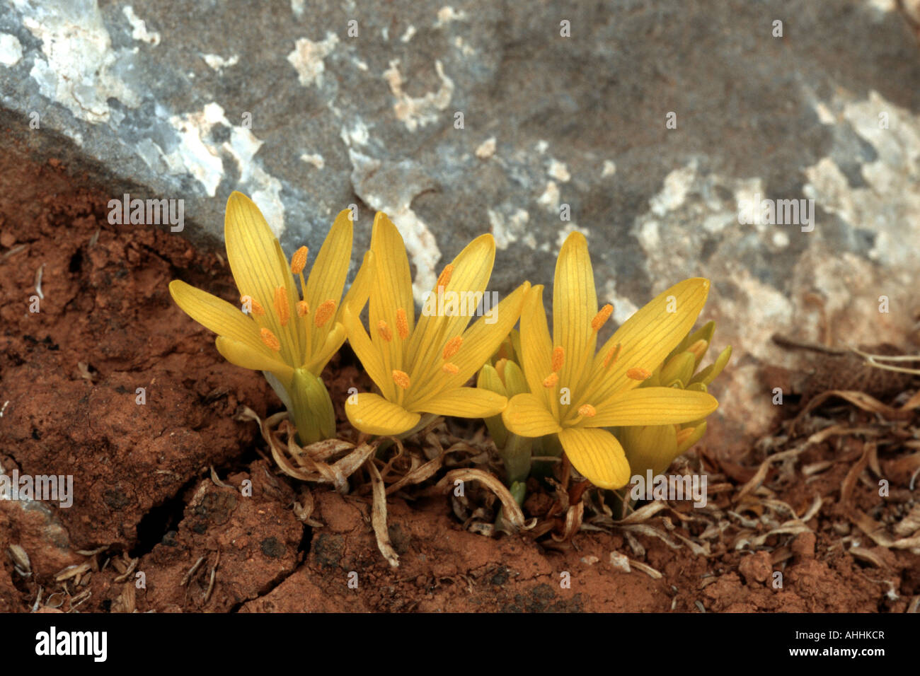 Autumn Yellow Crocus (Sternbergia sicula), blooming plants between rocks, Greece, Creta Stock Photo