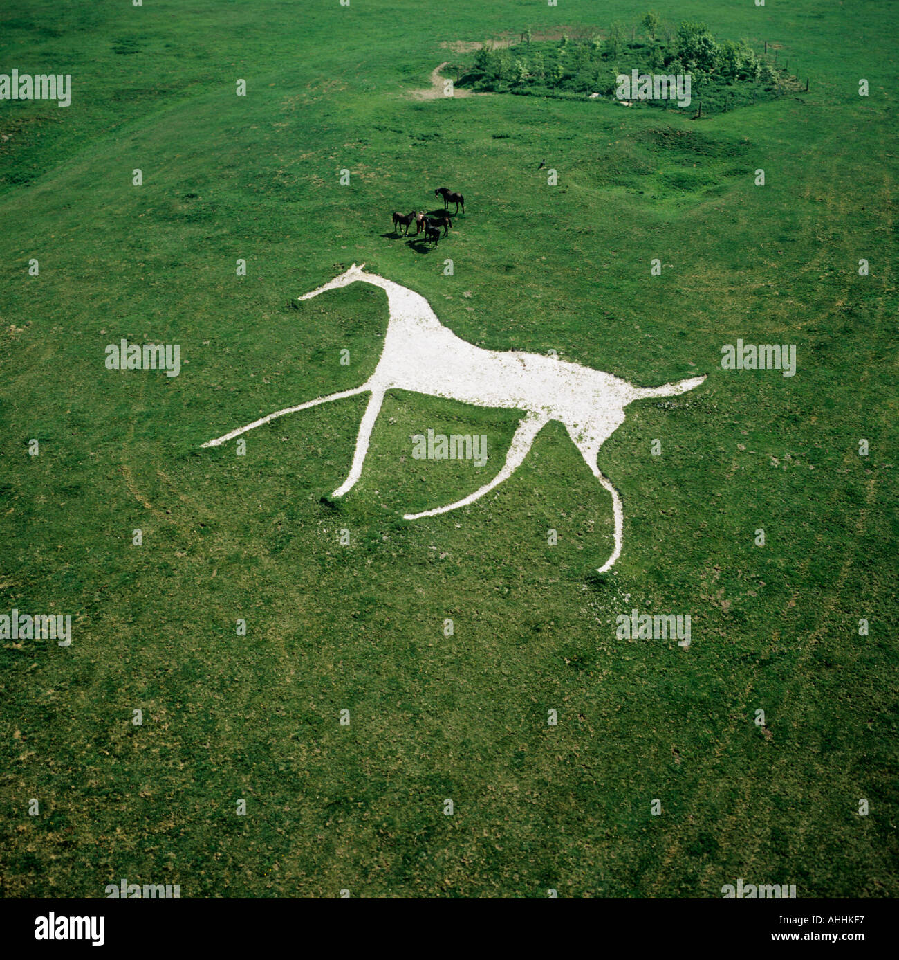 Horses on Hackpen White Horse Wiltshire UK aerial view Stock Photo