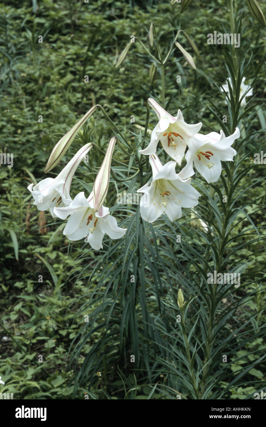Formosa lily (Lilium formosanum), blooming plant, Taiwan Stock Photo
