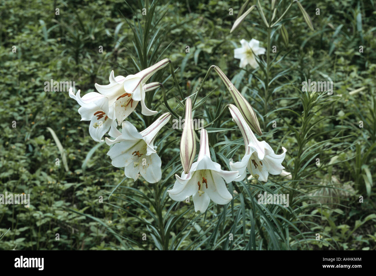 Formosa lily (Lilium formosanum), blooming plant, Taiwan Stock Photo