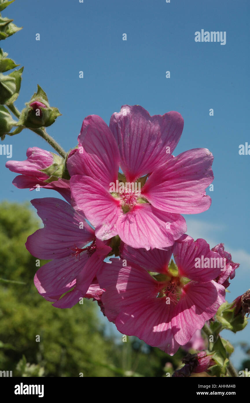 Lavatera olbia Rosea Hollyhock Short lived perennial biennial Stock Photo