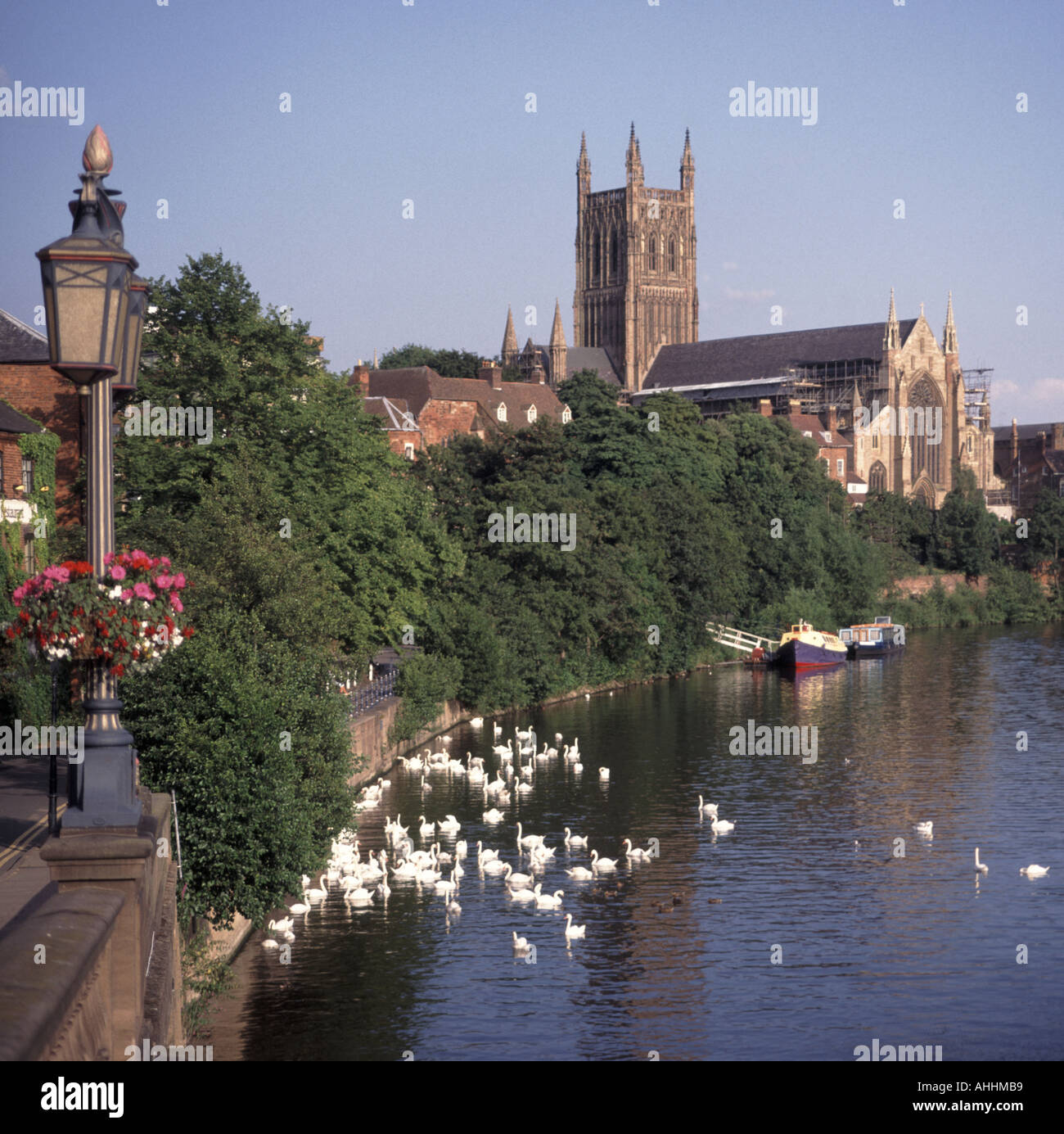 Large flock of swans on the River Severn historical Anglican Worcester Cathedral & Tower beyond seen on sunny blue sky day Worcestershire England UK Stock Photo