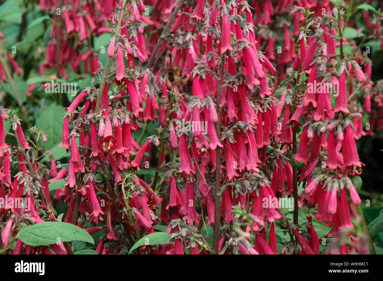 Phygelius x rectus aequalis Sensation Pink flowered perennial sub shrub Stock Photo