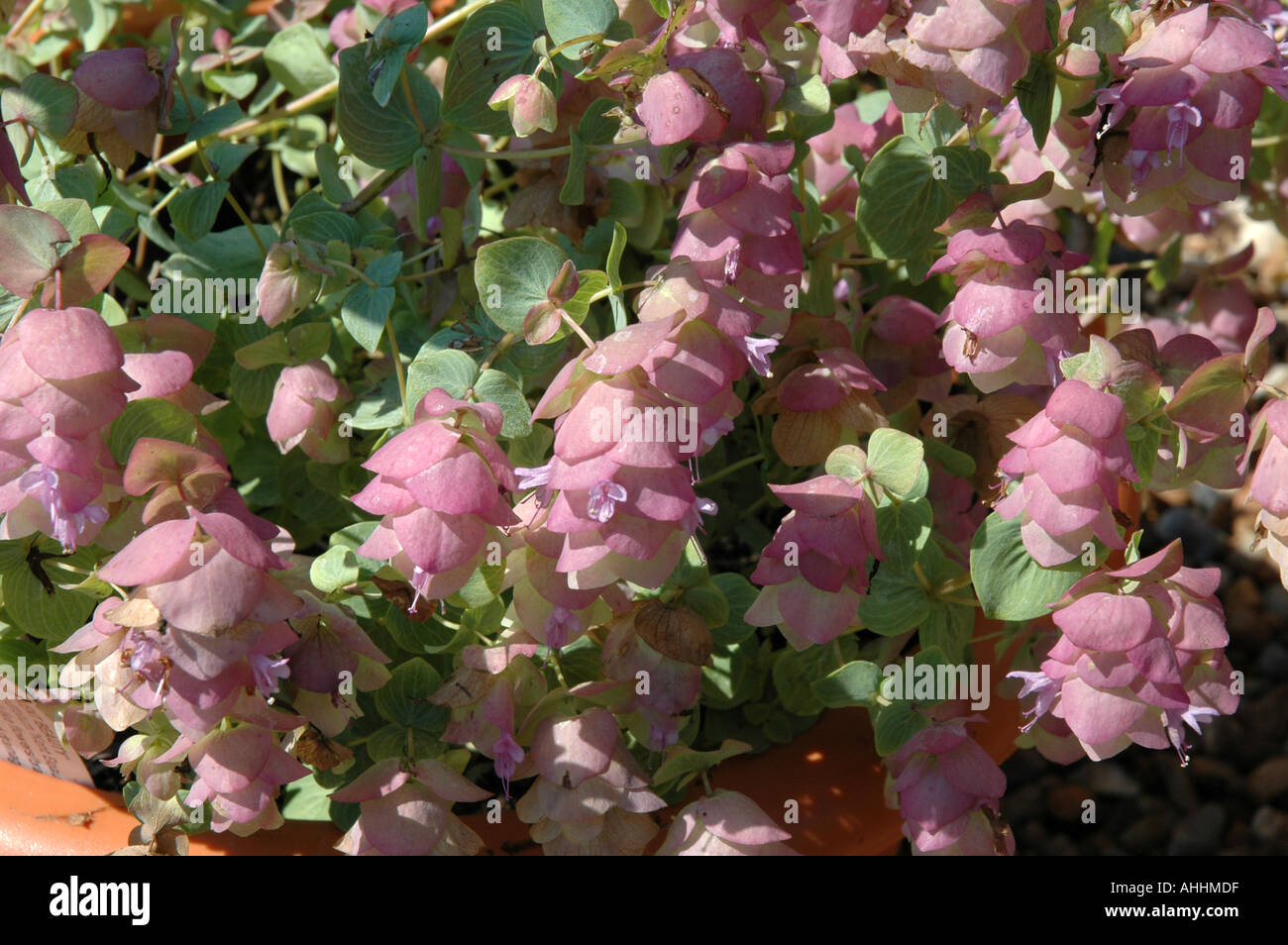 Origanum Kentish Beauty Stock Photo