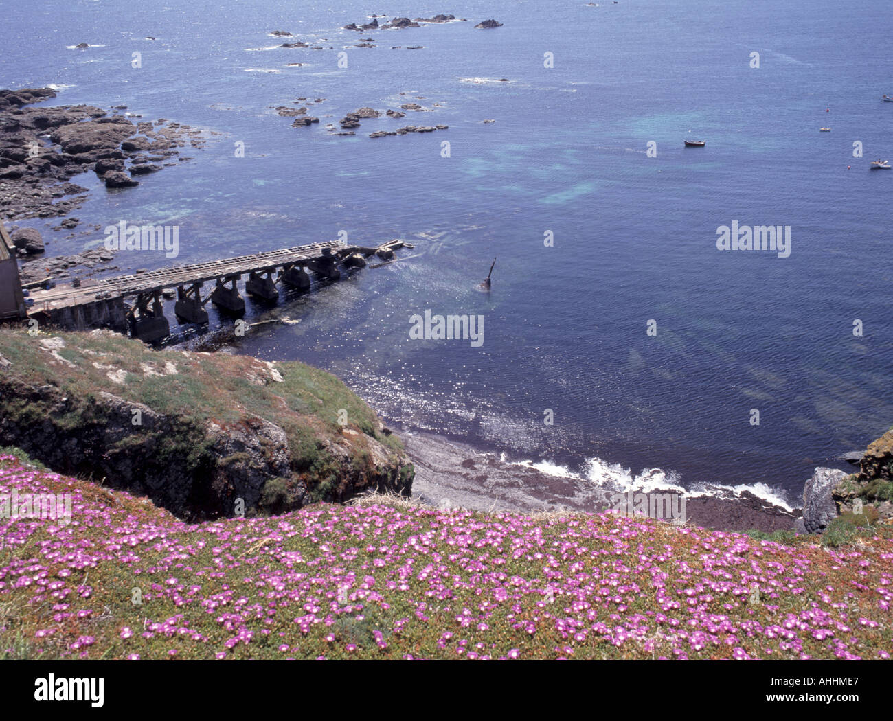 Lizard Point peninsula view to sea wild flowers on cliff top & disused