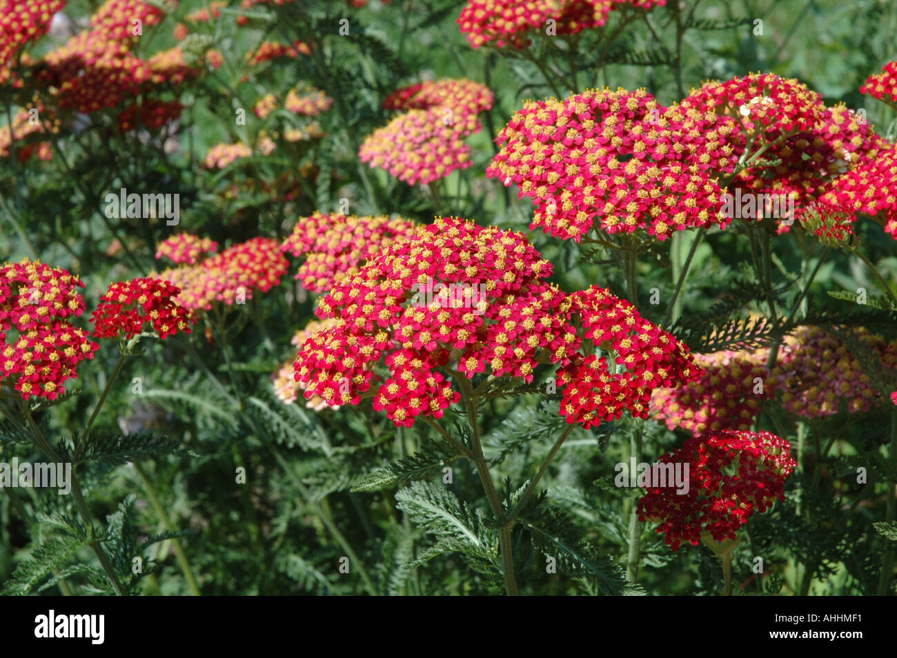 Achillea millifolium Fanal Summer flowering perennial Stock Photo