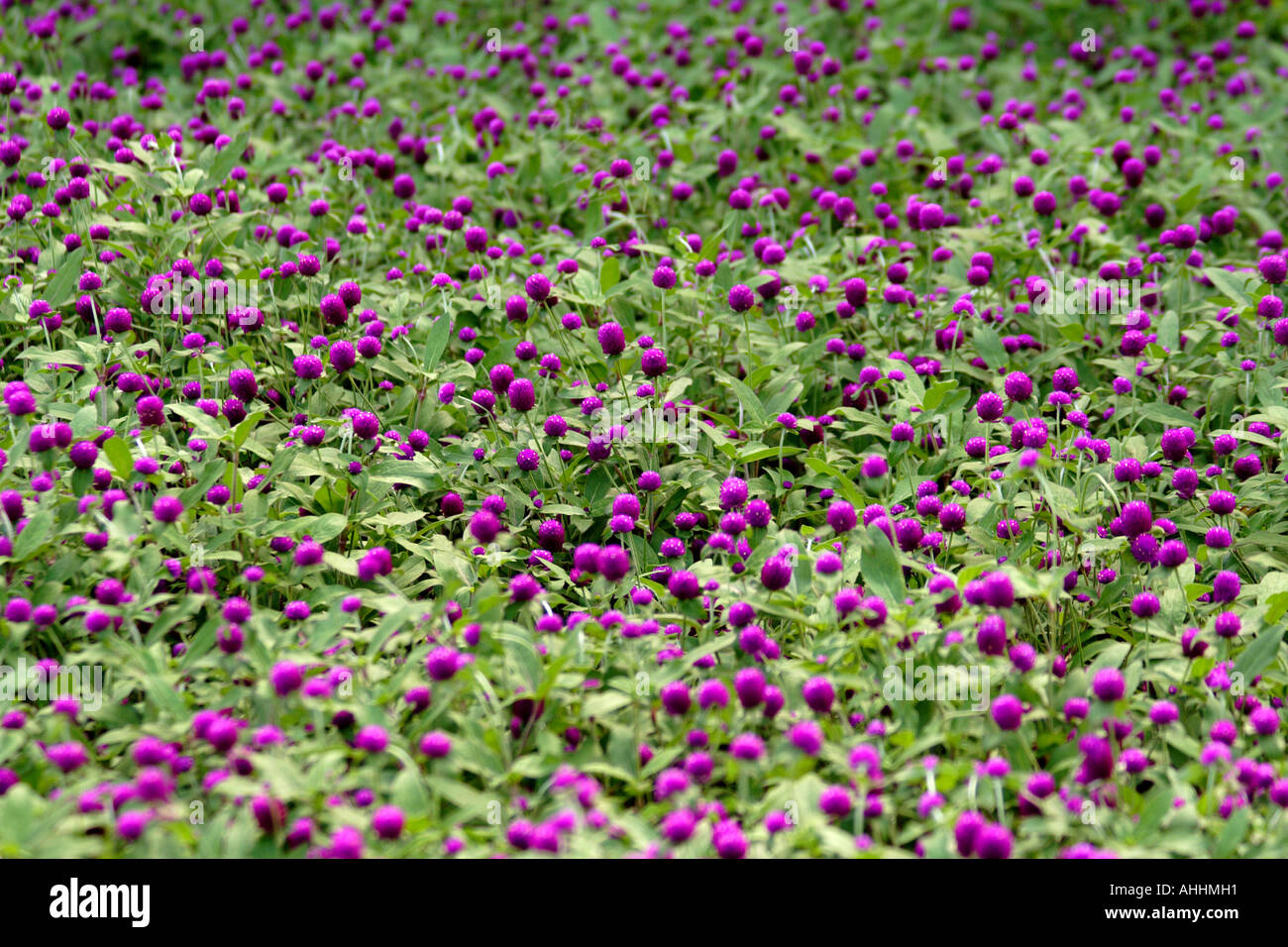 Purple Lavender Flowers in Hong Kong, China Stock Photo Alamy