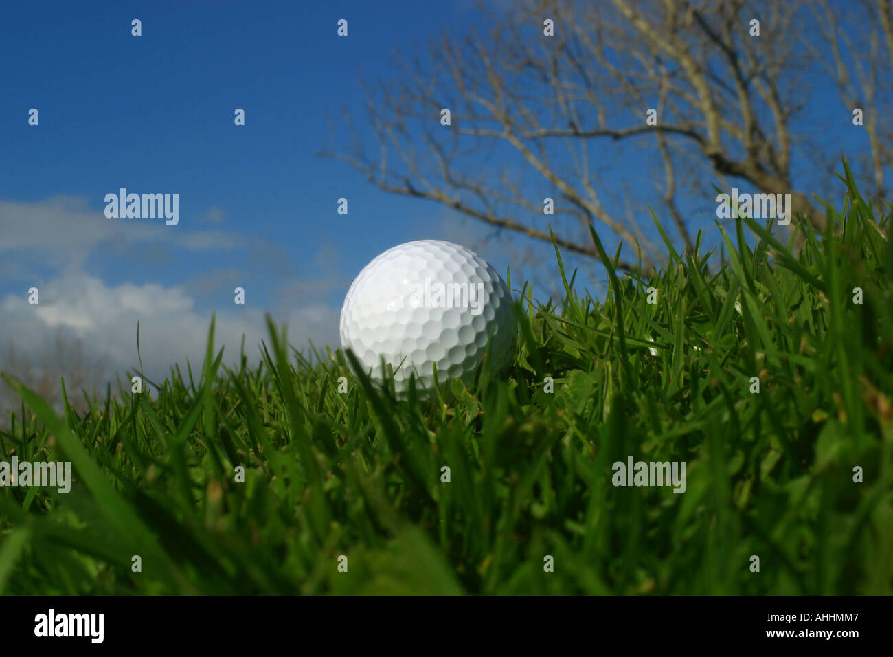 Golf ball in the rough Stock Photo Alamy