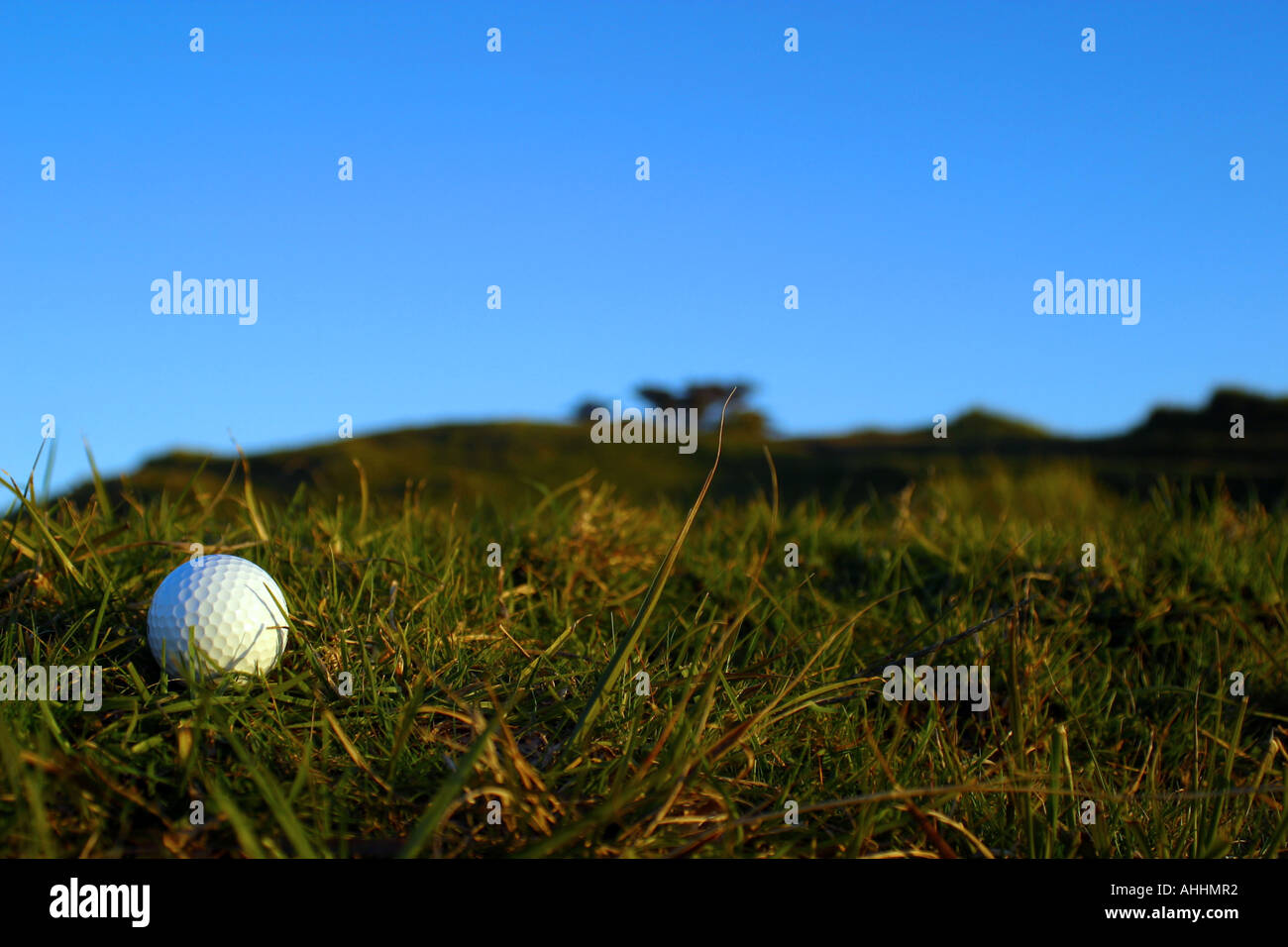 Golf ball in the rough Stock Photo Alamy