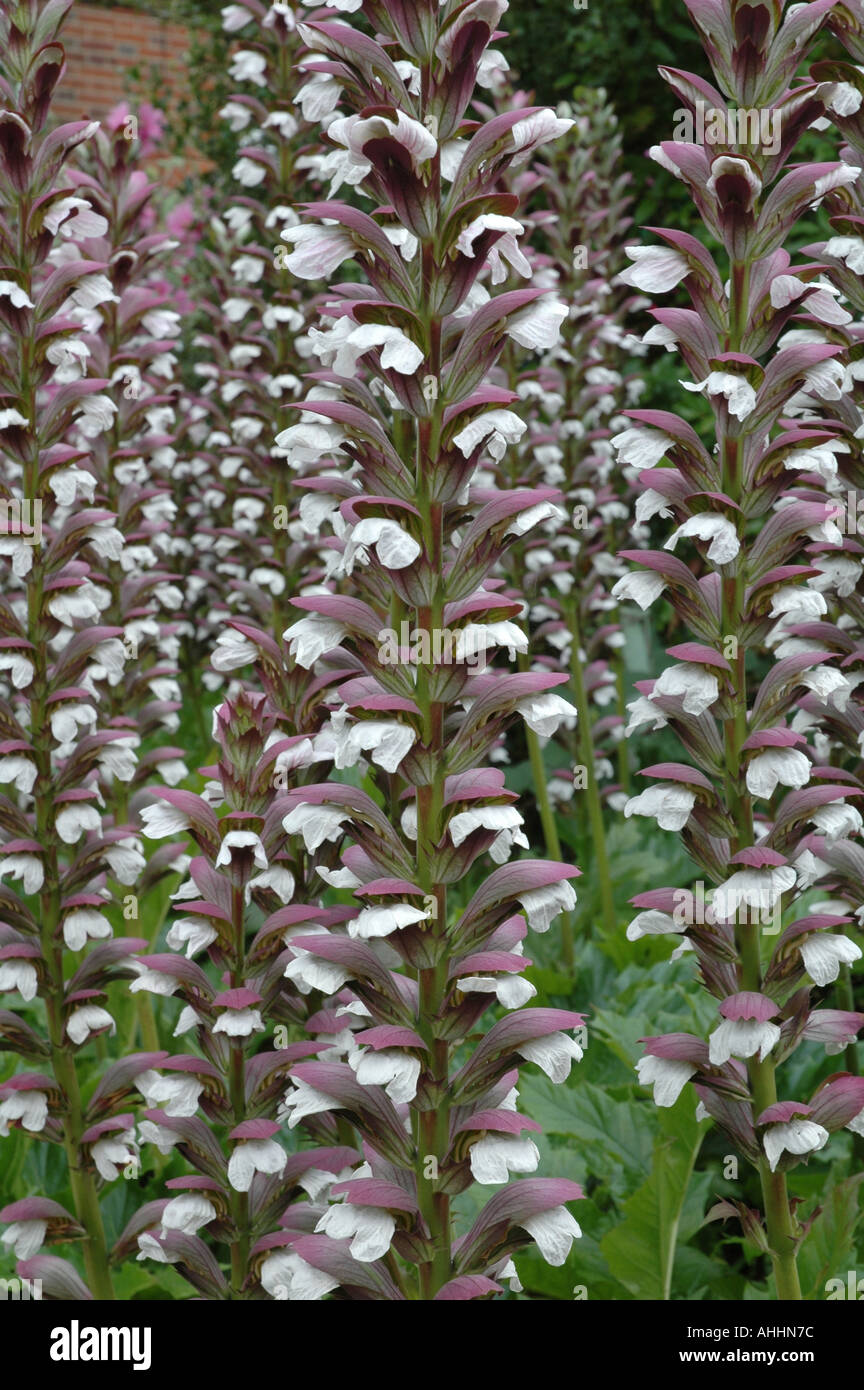 Acanthus spinosus Bear s breeches Garden summer flowering perennial