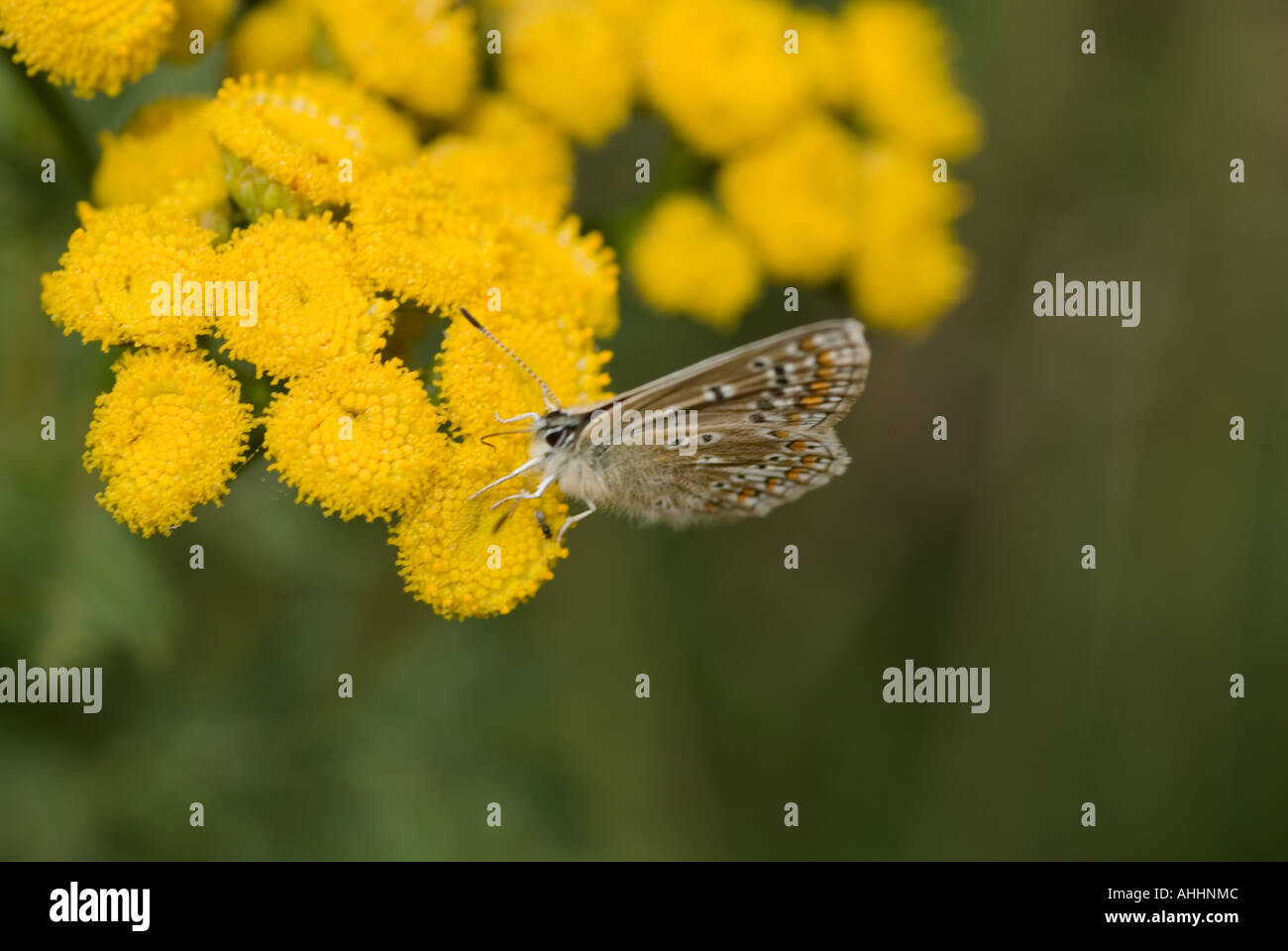 A common blue butterfly showing the brown underside of its wings Stock ...