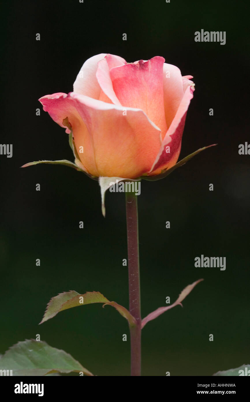 Pink rose with long stem hi-res stock photography and images - Alamy