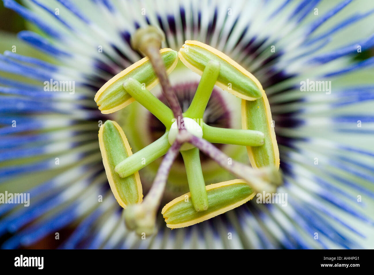 Close up of passion vine bloom Stock Photo Alamy