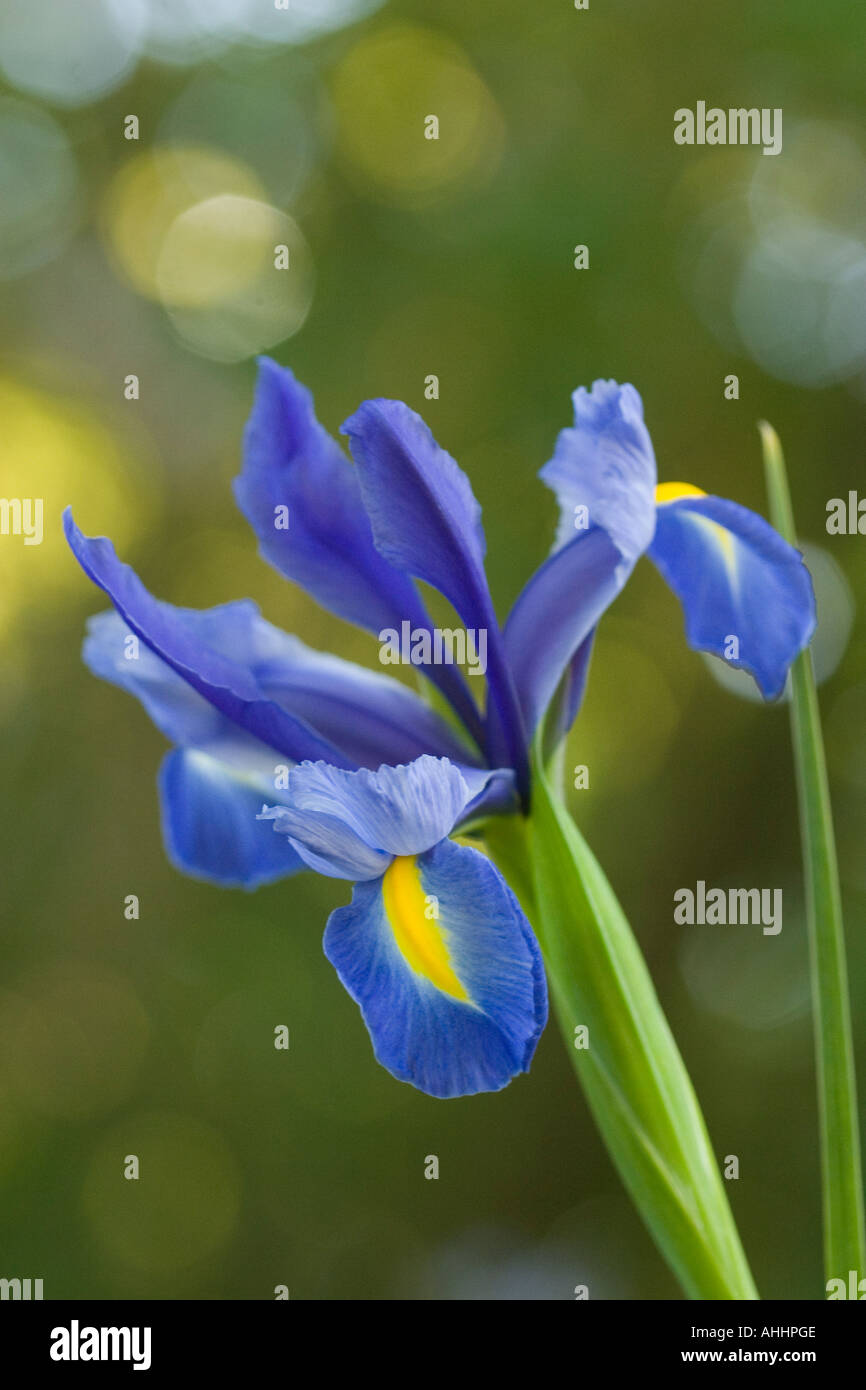 Iris in bloom Stock Photo