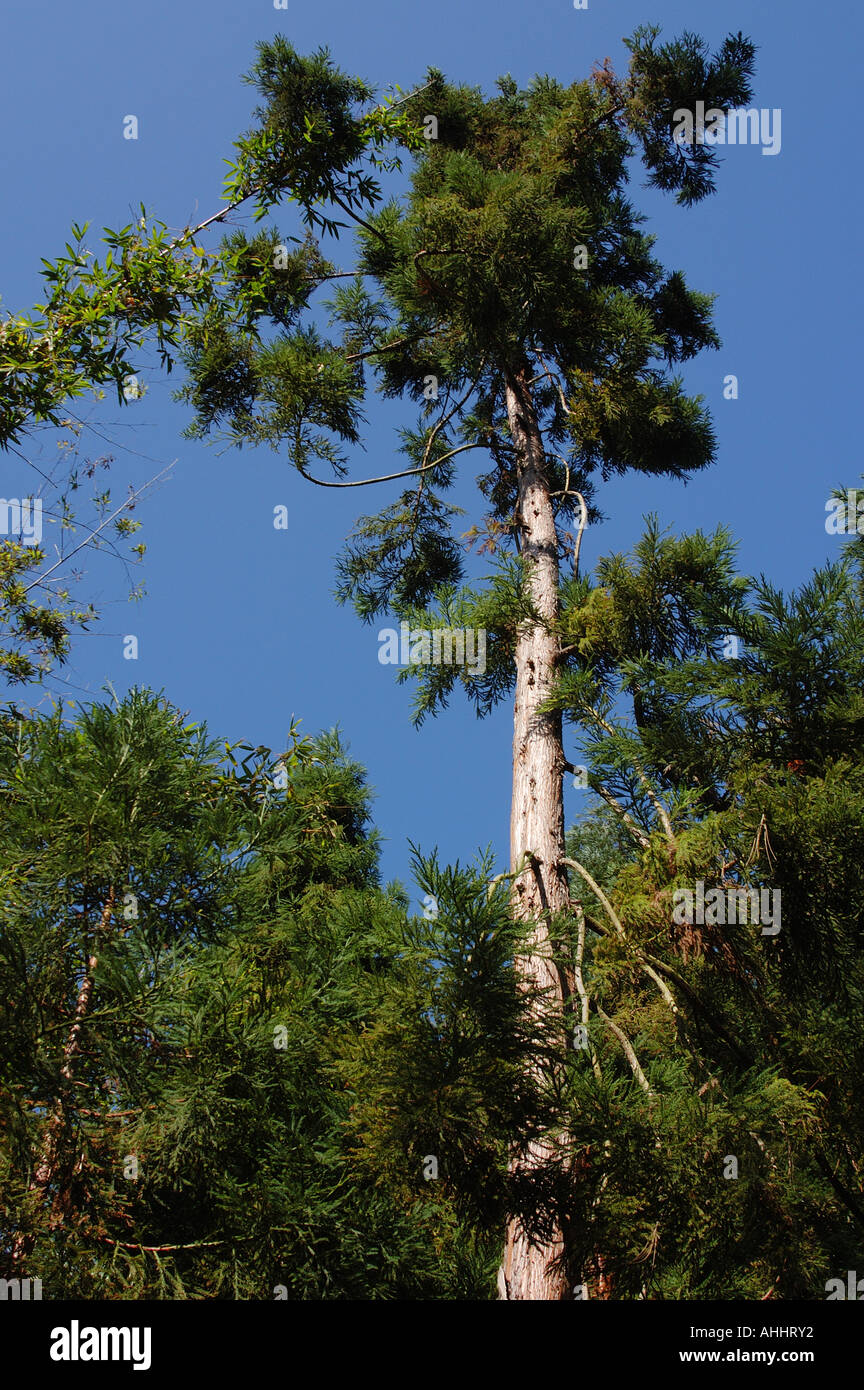 Tall Tree Stock Photo